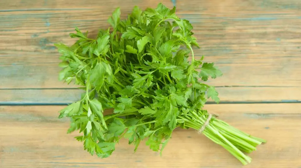 is parsley harmful to dogs