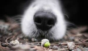 Can Dogs Eat Acorns? Are Acorns Bad For Dogs? – Pet Diet Guide