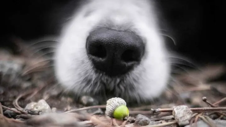 Can Dogs Eat Acorns