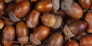 Can Dogs Eat Acorns? Are Acorns Bad For Dogs? – Pet Diet Guide