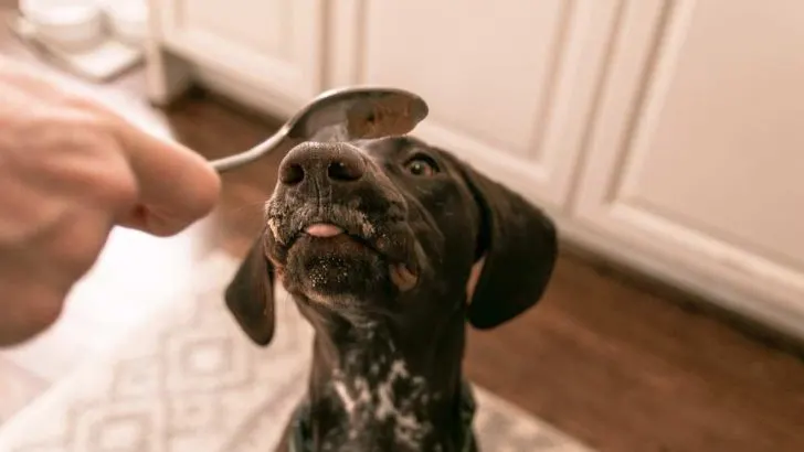Can Dogs Eat Almond Butter