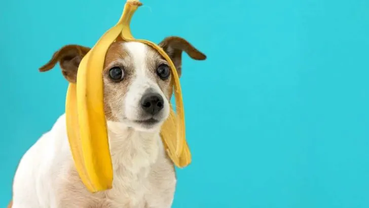 is banana skin bad for dogs