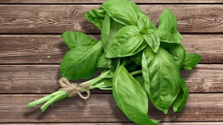 Can Dogs Eat Basil