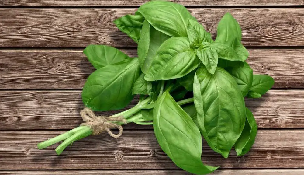 Can Dogs Eat Basil? Is Basil Bad For Dogs?