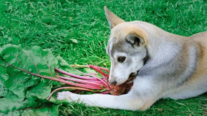 Can Dogs Eat Beets