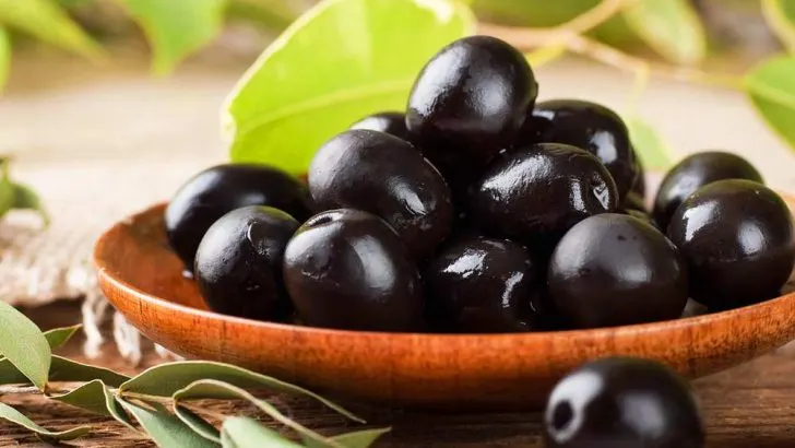 Can Dogs Eat Black Olives