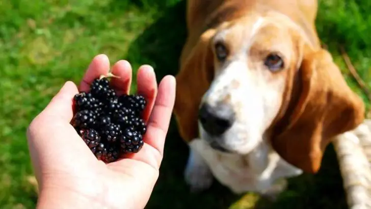 Can Dogs Eat Blackberries? Are Blackberries Bad For Dogs?