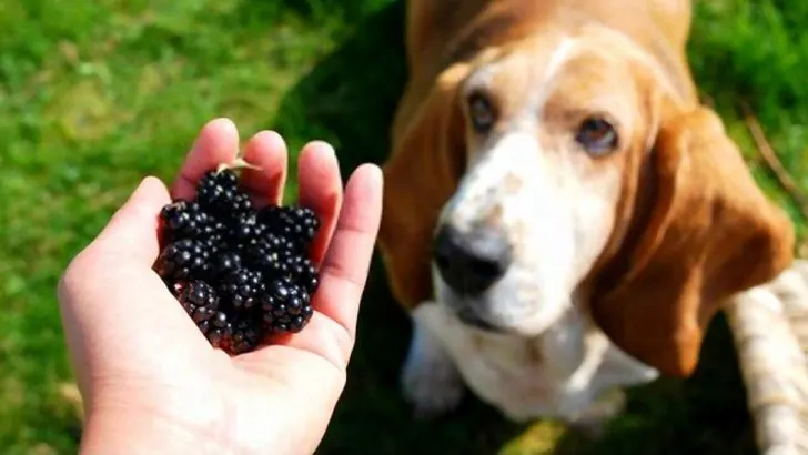 Can Dogs Eat Blackberries