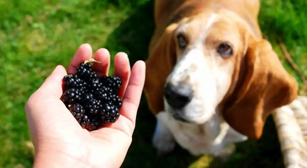 Can Dogs Eat Blackberries? Are Blackberries Bad For Dogs?