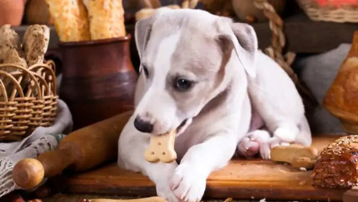 Can Dogs Eat Bread? Is Bread Bad For Dogs?