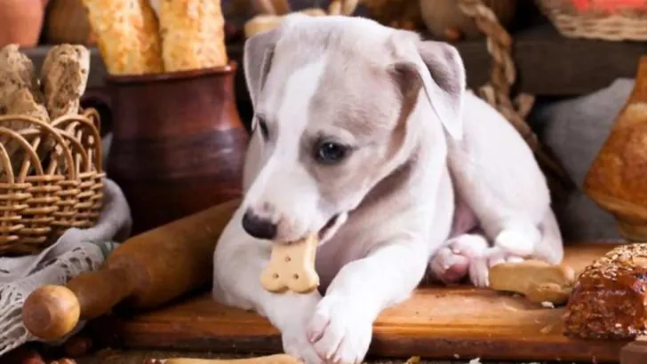 Can Dogs Eat Bread