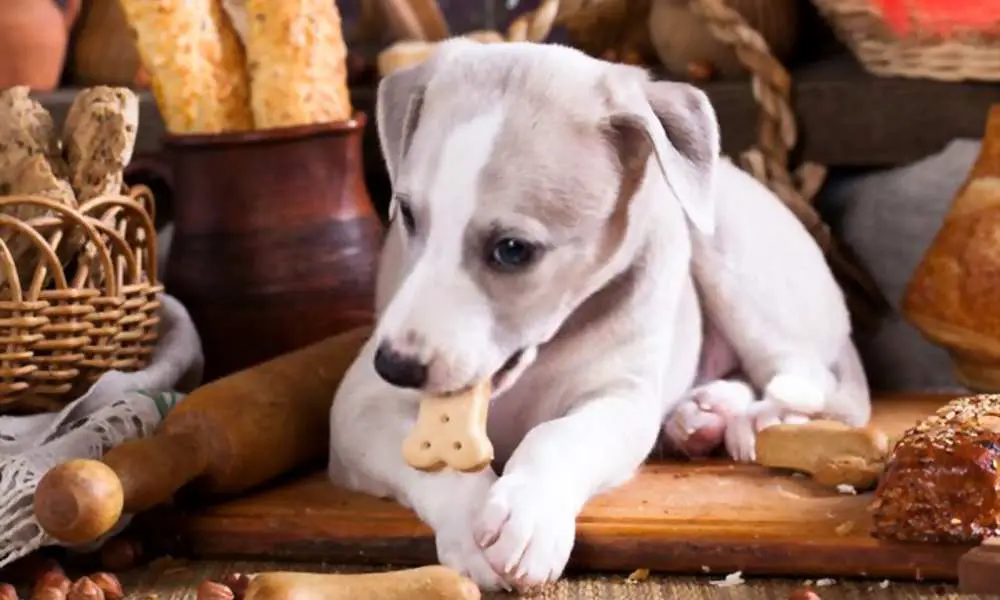 can-dogs-eat-bread-is-bread-bad-for-dogs-pet-diet-guide