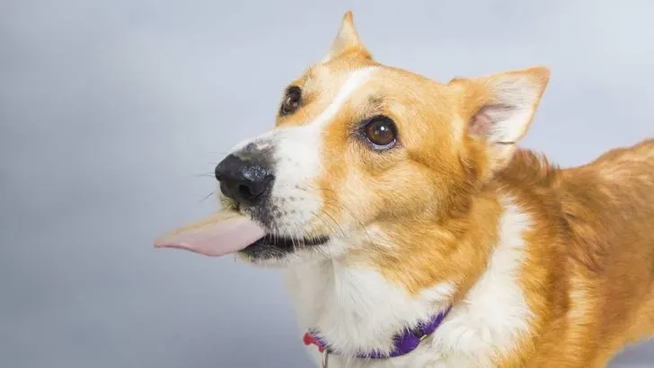 Can Dogs Eat Butter