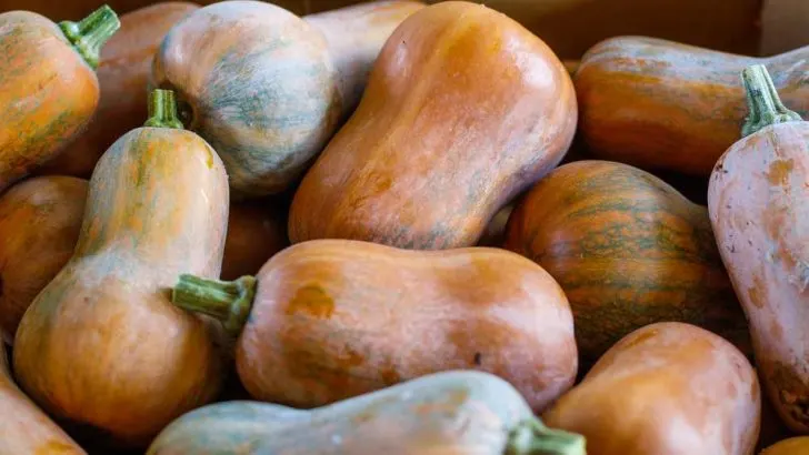 Can Dogs Eat Butternut Squash