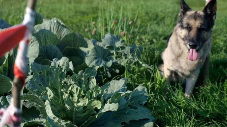 Can Dogs Eat Cabbage