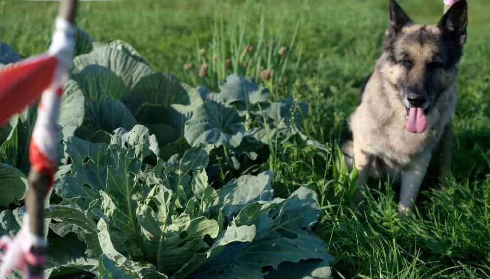 Can Dogs Eat Cabbage? Is Cabbage Bad For Dogs? Pet Diet Guide