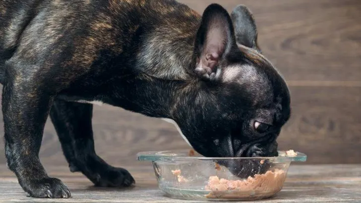 Can Dogs Eat Canned Tuna