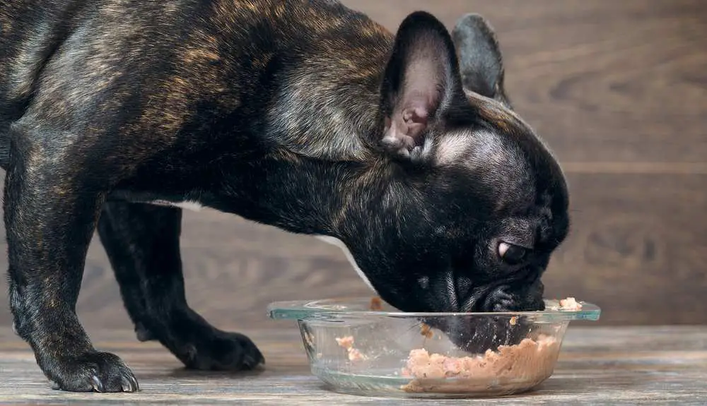 Can Dogs Eat Canned Tuna