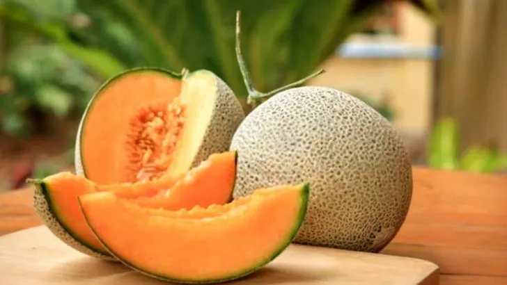 Can Dogs Eat Cantaloupe