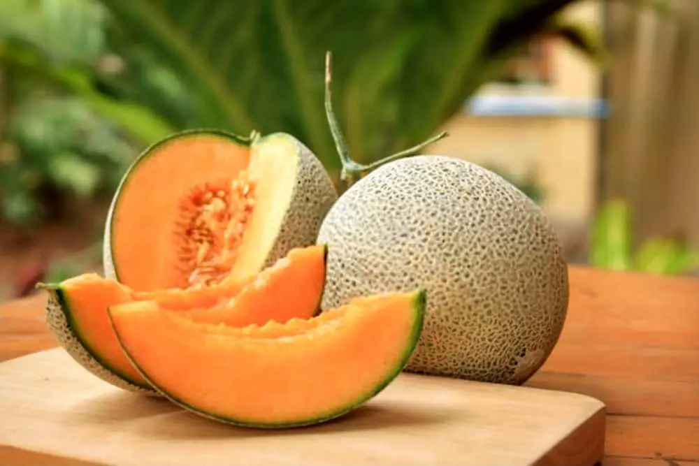 Can Dogs Eat Cantaloupe? Is Cantaloupe Bad For Dogs?