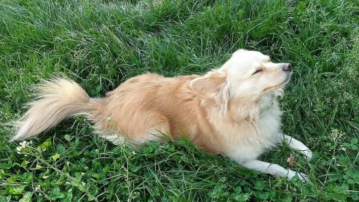 Can Dogs Eat Catnip