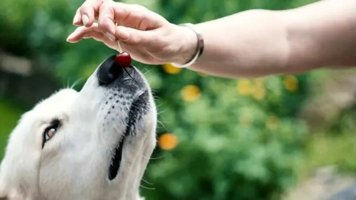 Can Dogs Eat Cherries