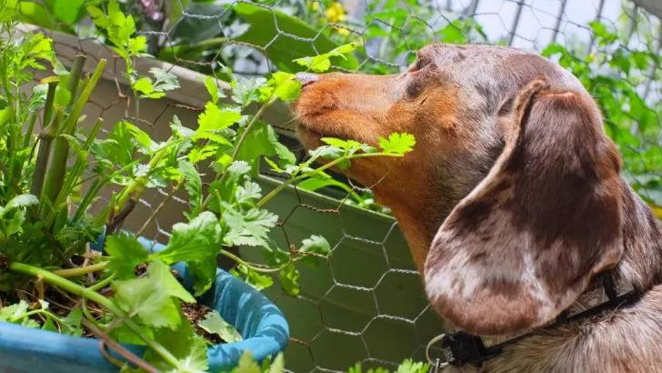 Can Dogs Eat Cilantro