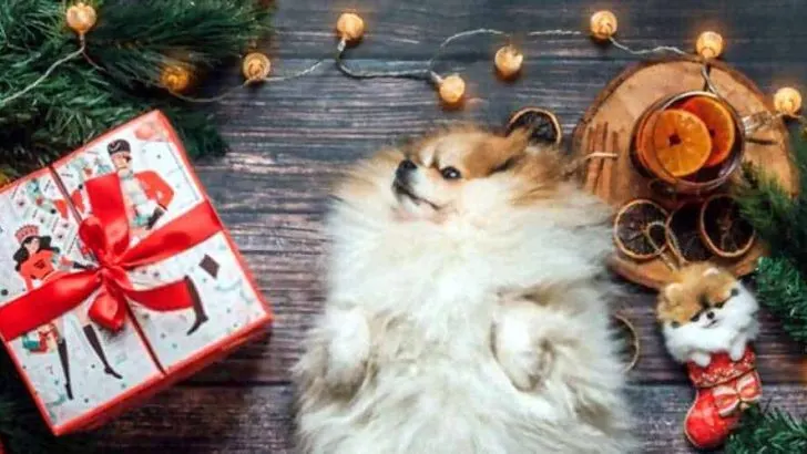 Can Dogs Eat Cinnamon