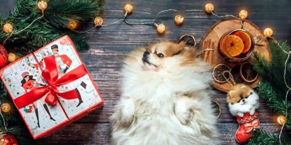 Can Dogs Eat Cinnamon