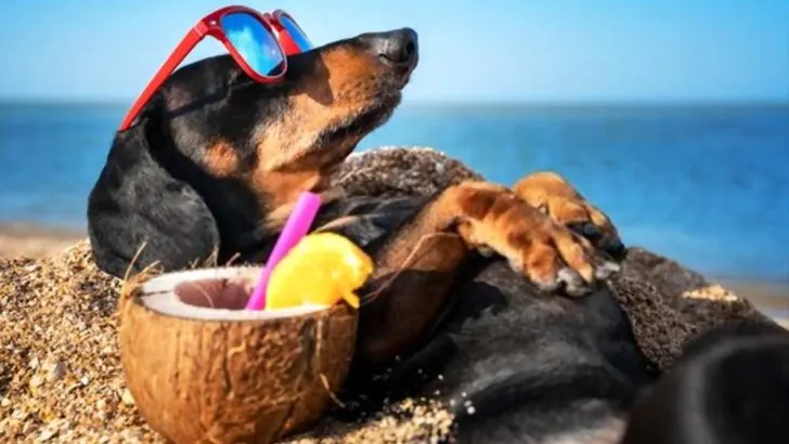 Can Dogs Eat Coconut