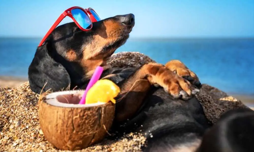 Can Dogs Eat Coconut? Is Coconut Bad For Dogs?
