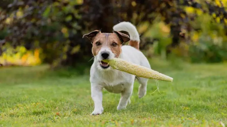 Can Dogs Eat Corn Cobs? Are Corn Cobs Bad For Dogs?