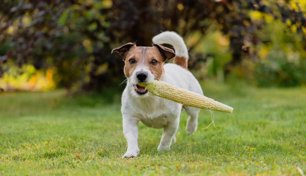 can-dogs-eat-corn-cobs-are-corn-cobs-bad-for-dogs-pet-diet-guide