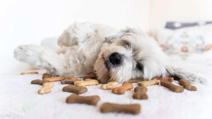 Can Dogs Eat Crackers