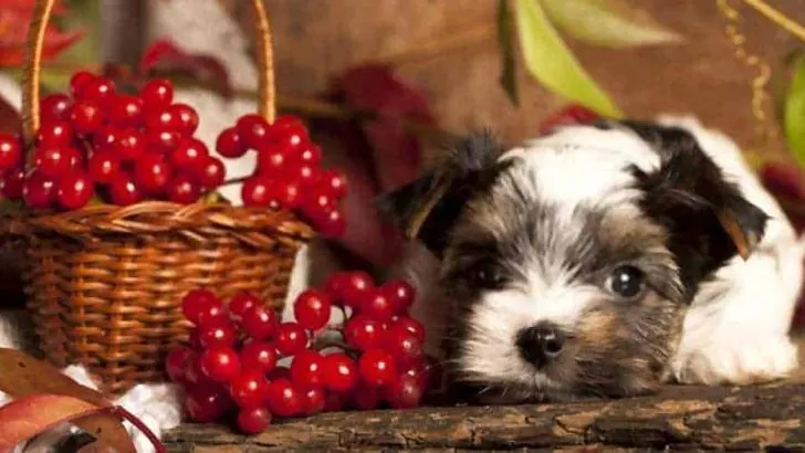 Can Dogs Eat Cranberries