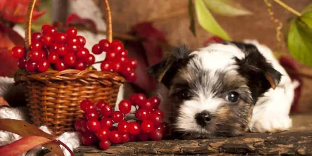 Can Dogs Eat Cranberries? Are Cranberries Bad For Dogs?