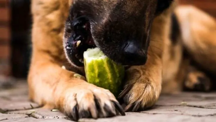 Can Dogs Eat Cucumbers
