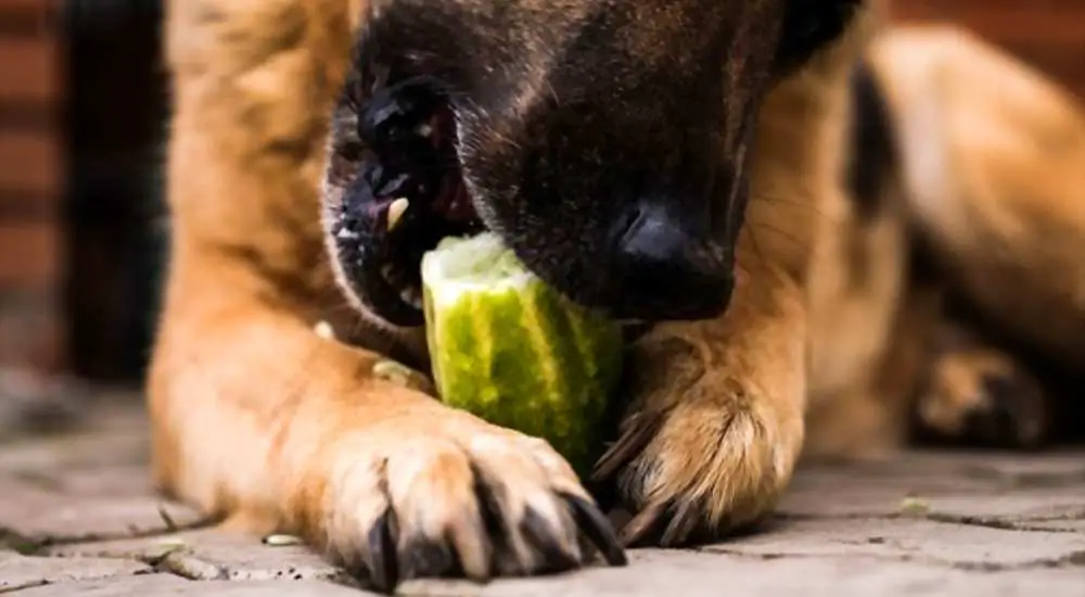 Can Dogs Eat Cucumber? Are Cucumbers Bad For Dogs?