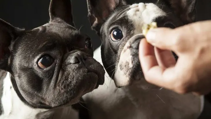 Can Dogs Eat Dates