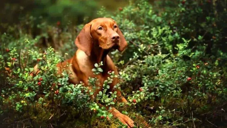 Can Dogs Eat Dried Cranberries