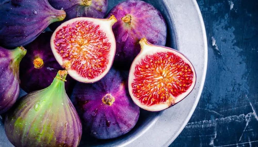 Can Dogs Eat Figs? Are Figs Bad For Dogs?