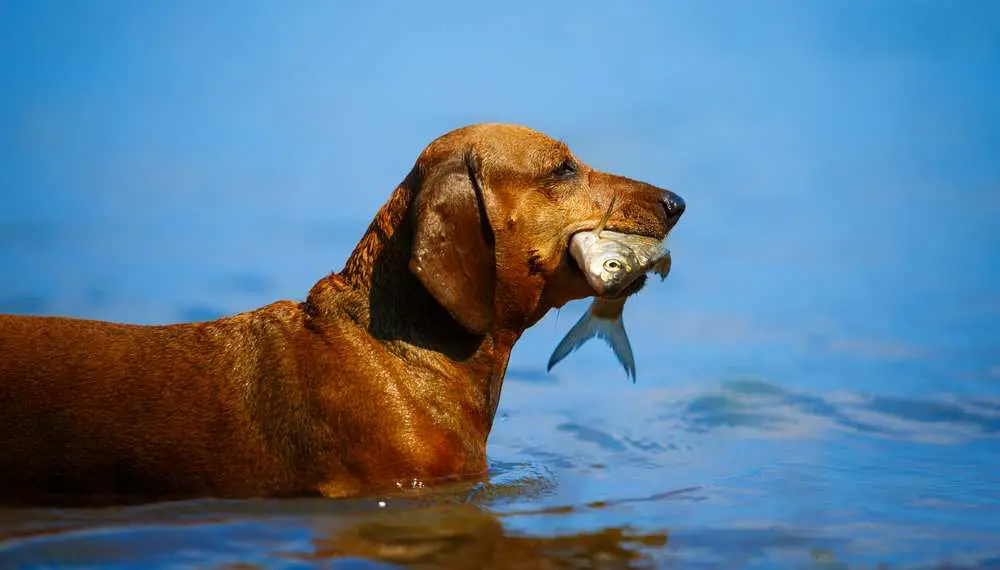 Can Dogs Eat Fish? Is Fish Bad For Dogs?