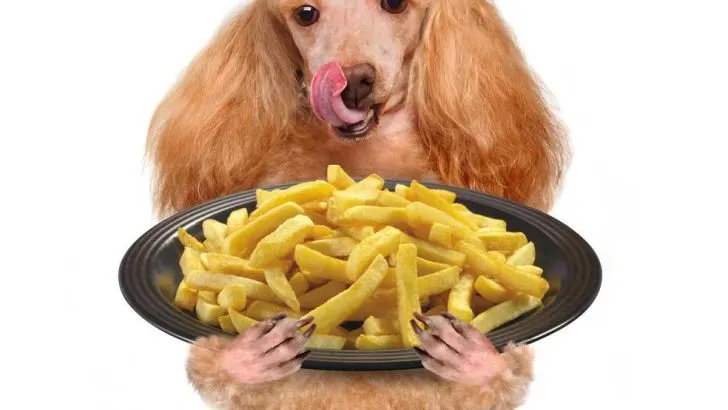 Can Dogs Eat French Fries
