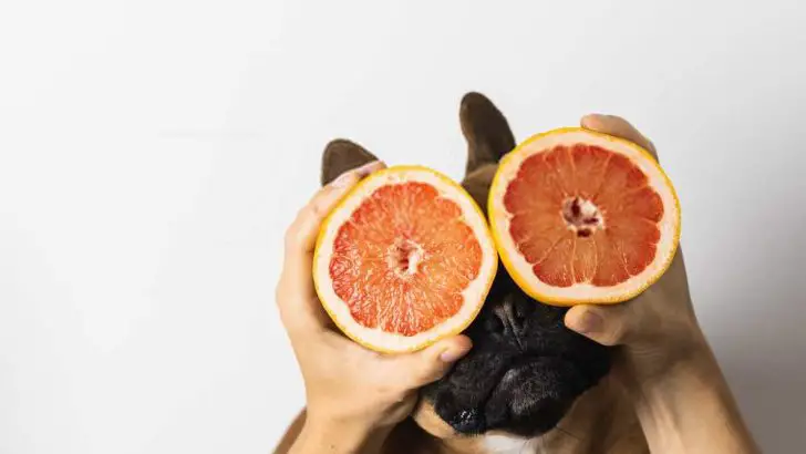 Can Dogs Eat Grapefruit? Is Grapefruit Bad For Dogs?
