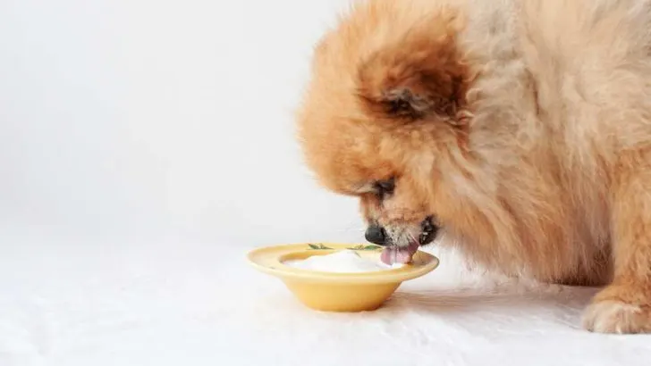 Can Dogs Eat Greek Yogurt