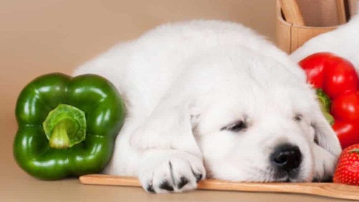 Can Dogs Eat Green Peppers? Are Green Peppers Bad For Dogs?