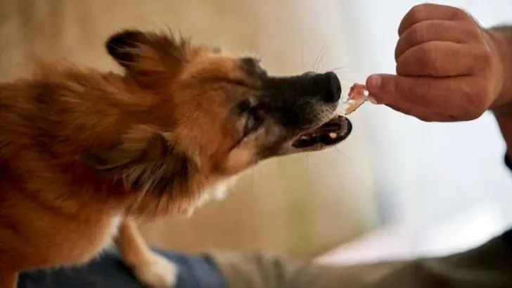 Can Dogs Eat Ham