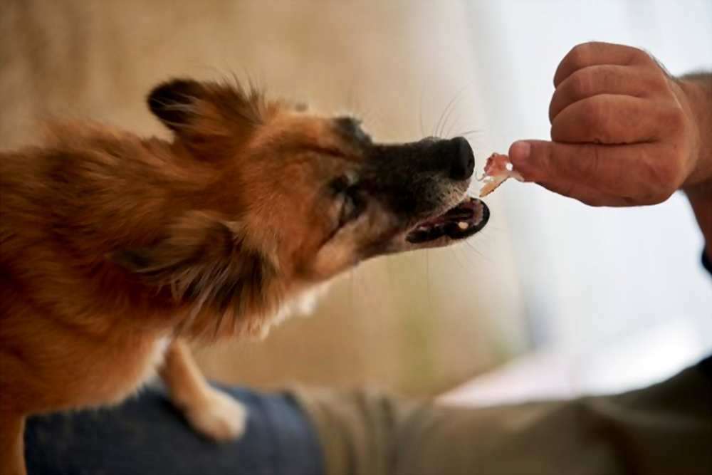 Can Dogs Eat Ham Is Ham Bad For Dogs Pet Diet Guide