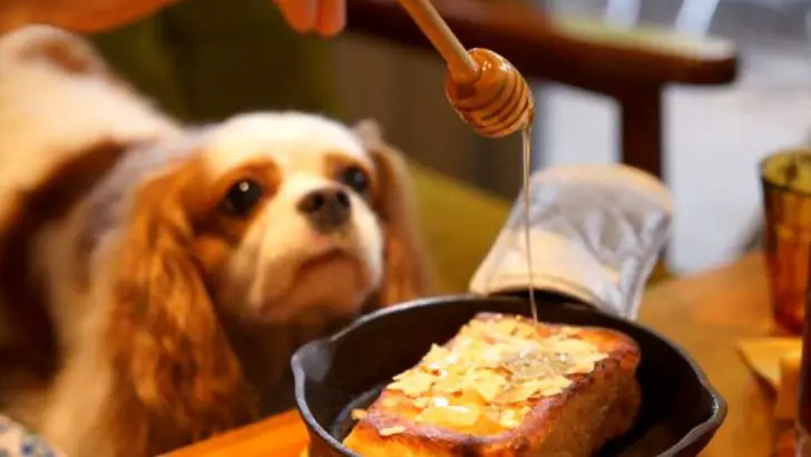 Can Dogs Eat Honey? Is Honey Bad For Dogs?
