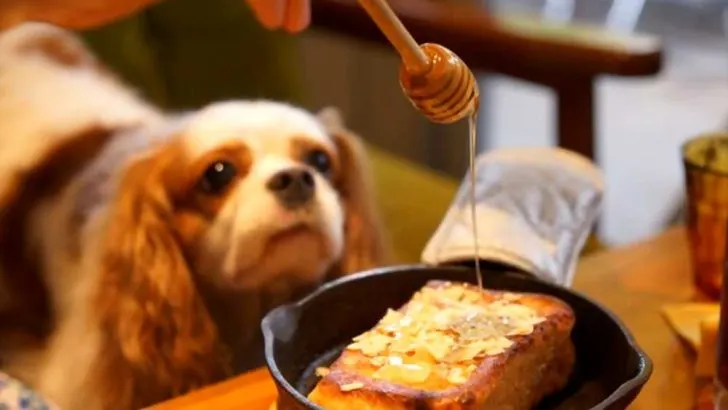 Can Dogs Eat Honey